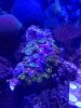 zoas2.jpg