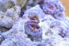 DSC_0484.JPG