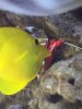 Symbiotic.jpg