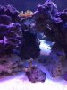 Frogspawn1.jpg