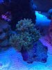 Frogspawn2.jpg