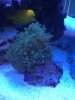 Frogspawn0.jpg