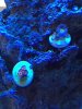 Zoas.jpg