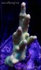 elite_reef_coral__DSC9294.JPG