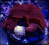 elite_reef_coral__DSC9295.JPG