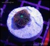 elite_reef_coral__DSC9297.JPG