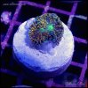 elite_reef_coral__DSC9302.JPG