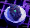 elite_reef_coral__DSC9303.JPG