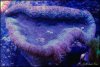 elite_reef_coral__DSC9306.JPG