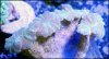 elite_reef_coral__DSC9310.JPG