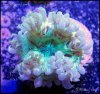 elite_reef_coral__DSC9311.JPG