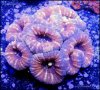 elite_reef_coral__DSC9314.JPG