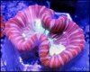 elite_reef_coral__DSC9316.JPG