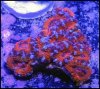 elite_reef_coral__DSC9319.JPG