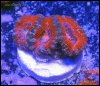 elite_reef_coral__DSC9321.JPG