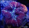 elite_reef_coral__DSC9326.JPG