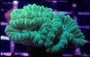 elite_reef_coral__DSC9328.JPG