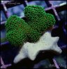 elite_reef_coral__DSC9329.JPG