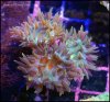 elite_reef_coral__DSC9331.JPG