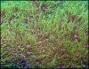 elite_reef_coral__DSC9334.JPG