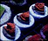 elite_reef_coral__DSC9337.JPG
