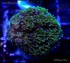 elite_reef_coral__DSC9340.JPG
