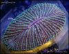 elite_reef_coral__DSC9342.JPG
