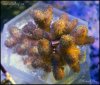 elite_reef_coral__DSC9344.JPG