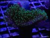 elite_reef_coral_DSC9363.JPG