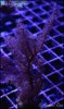 elite_reef_coral_DSC9367.JPG