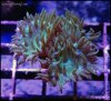 elite_reef_coral_DSC9370.JPG