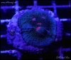 elite_reef_coral_DSC9371.JPG