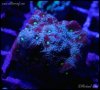elite_reef_coral_DSC9373.JPG