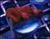 elite_reef_coral_DSC9375.JPG