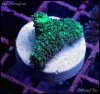 elite_reef_coral_DSC9377.JPG