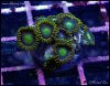 elite_reef_coral_DSC9379.JPG