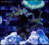 elite_reef_coral_DSC9381.JPG