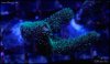 elite_reef_coral_DSC9383.JPG