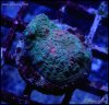 elite_reef_coral_DSC9385.JPG