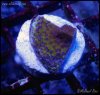 elite_reef_coral_DSC9388.JPG