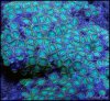 elite_reef_coral_DSC9390.JPG