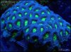 elite_reef_coral_DSC9392.JPG