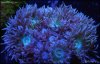 elite_reef_coral_DSC9394.JPG