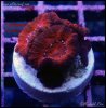elite_reef_coral_DSC9395.JPG