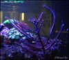 gorgonian_DSC9415.JPG