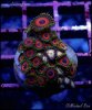 elite_reef_coral_DSC9433.JPG