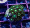 elite_reef_coral_DSC9437.JPG