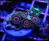 elite_reef_coral_DSC9440.JPG
