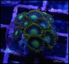elite_reef_coral_DSC9441.JPG