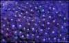 elite_reef_coral_DSC9462.JPG